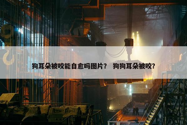 狗耳朵被咬能自愈吗图片? 狗狗耳朵被咬?