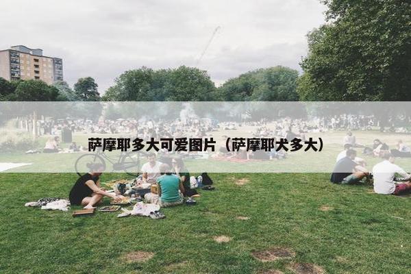 萨摩耶多大可爱图片（萨摩耶犬多大）