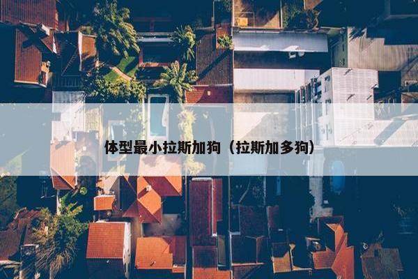 体型最小拉斯加狗（拉斯加多狗）