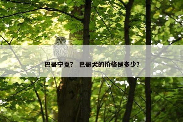 巴哥宁夏？ 巴哥犬的价格是多少？
