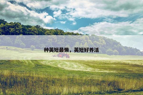 种英短最懒,英短好养活