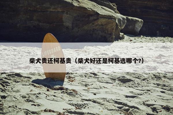柴犬贵还柯基贵(柴犬好还是柯基选哪个?)