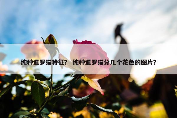 纯种暹罗猫特征？ 纯种暹罗猫分几个花色的图片？