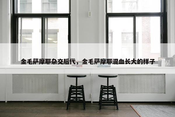 金毛萨摩耶杂交后代，金毛萨摩耶混血长大的样子