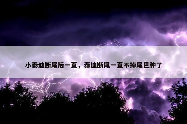 小泰迪断尾后一直，泰迪断尾一直不掉尾巴肿了