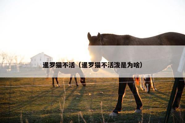 暹罗猫不活（暹罗猫不活泼是为啥）