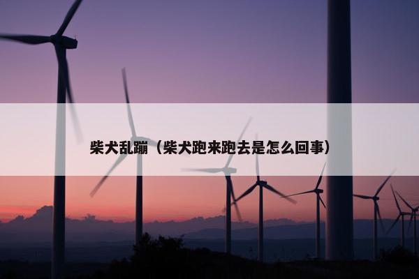 柴犬乱蹦(柴犬跑来跑去是怎么回事)