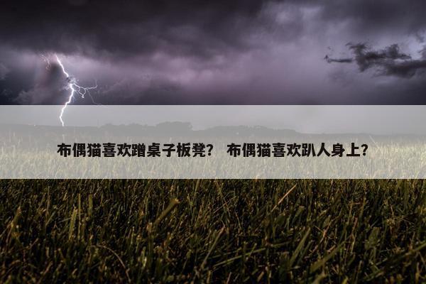 布偶猫喜欢蹭桌子板凳？ 布偶猫喜欢趴人身上？