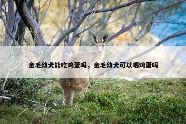 金毛幼犬能吃鸡蛋吗，金毛幼犬可以喂鸡蛋吗
