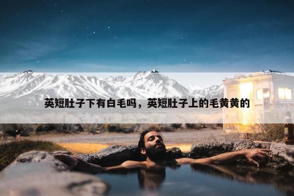 英短肚子下有白毛吗,英短肚子上的毛黄黄的