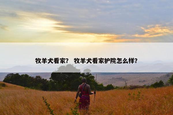 牧羊犬看家？ 牧羊犬看家护院怎么样？