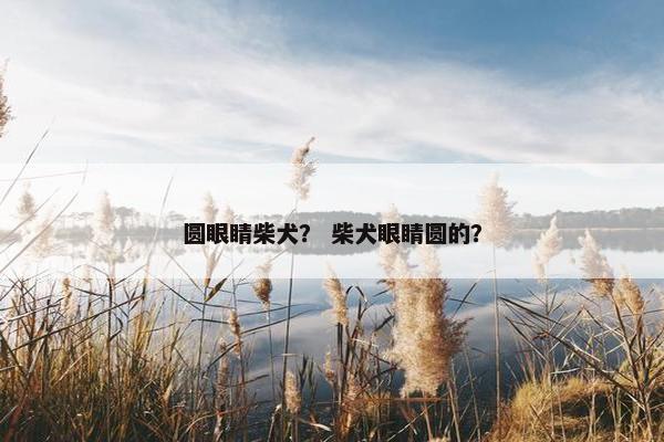 圆眼睛柴犬？ 柴犬眼睛圆的？