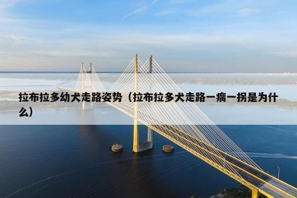 拉布拉多幼犬走路姿势（拉布拉多犬走路一瘸一拐是为什么）