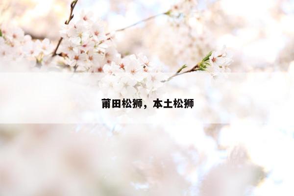 莆田松狮，本土松狮