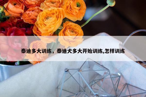 泰迪多大训练，泰迪犬多大开始训练,怎样训练