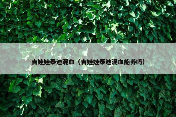 吉娃娃泰迪混血（吉娃娃泰迪混血能养吗）