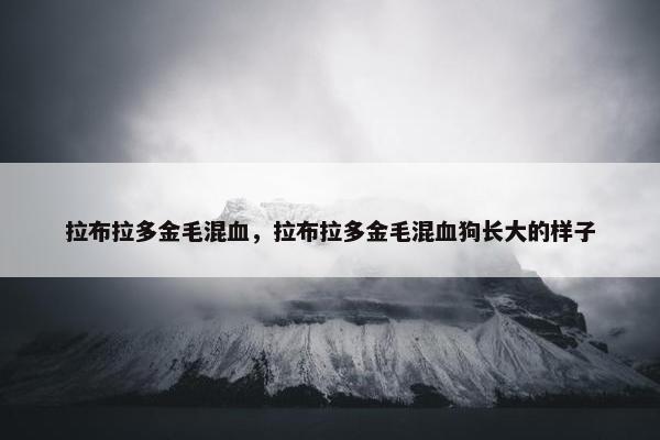 拉布拉多金毛混血，拉布拉多金毛混血狗长大的样子
