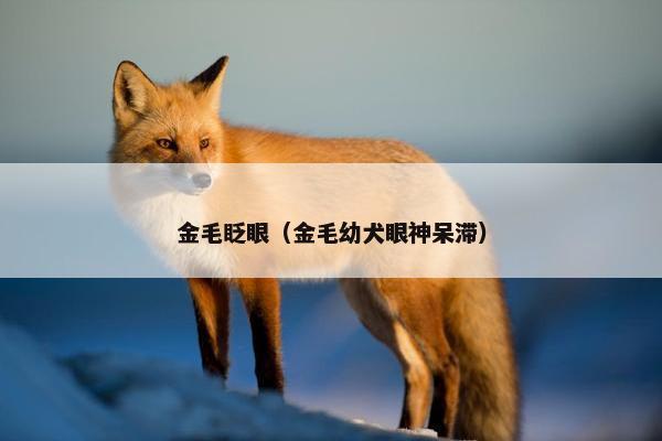 金毛眨眼（金毛幼犬眼神呆滞）