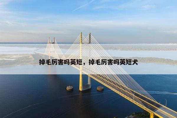 掉毛厉害吗英短,掉毛厉害吗英短犬