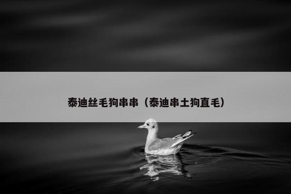 泰迪丝毛狗串串（泰迪串土狗直毛）