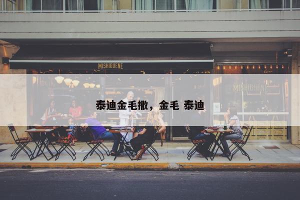 泰迪金毛撒，金毛 泰迪