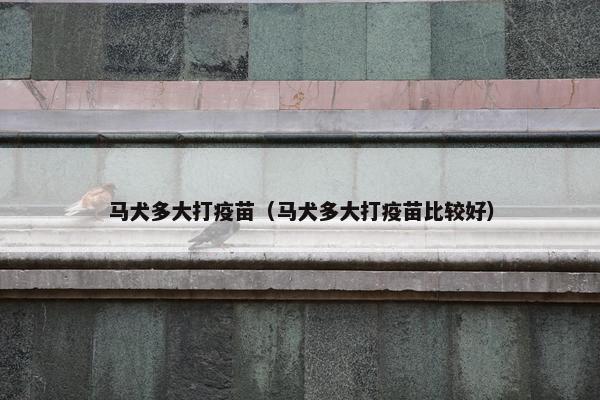 马犬多大打疫苗（马犬多大打疫苗比较好）