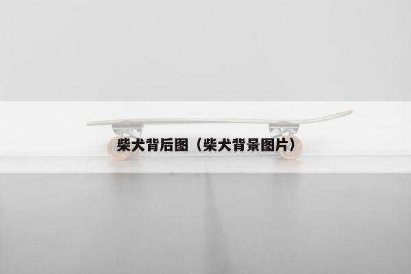 柴犬背后图(柴犬背景图片)