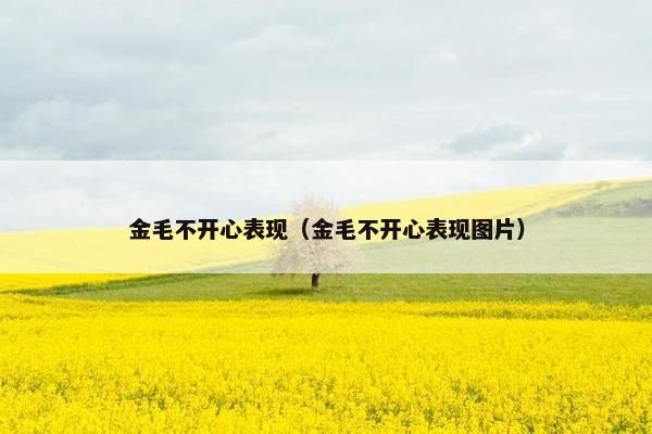 金毛不开心表现（金毛不开心表现图片）