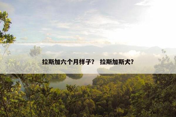 拉斯加六个月样子？ 拉斯加斯犬？