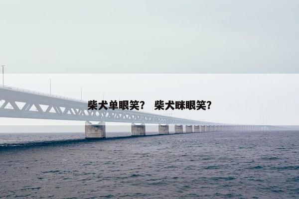 柴犬单眼笑？ 柴犬眯眼笑？