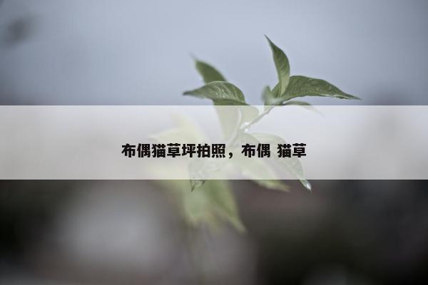 布偶猫草坪拍照，布偶 猫草