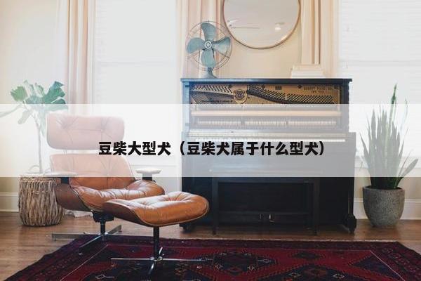 豆柴大型犬（豆柴犬属于什么型犬）