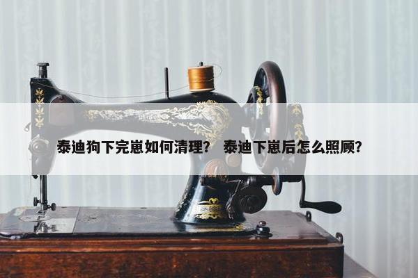 泰迪狗下完崽如何清理？ 泰迪下崽后怎么照顾？