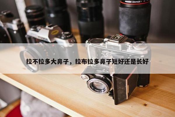 拉不拉多大鼻子，拉布拉多鼻子短好还是长好