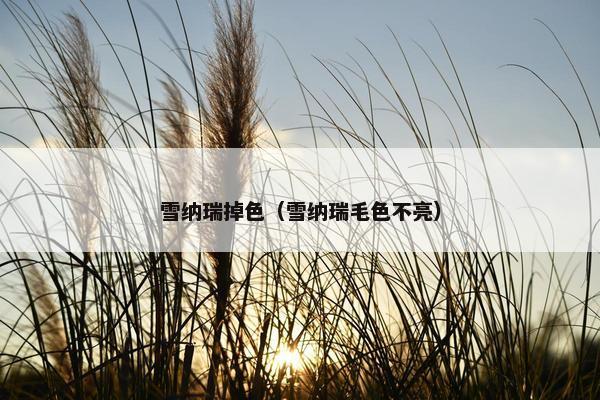 雪纳瑞掉色（雪纳瑞毛色不亮）