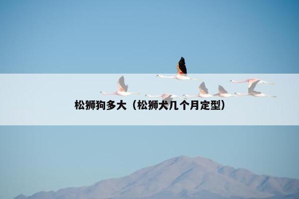 松狮狗多大（松狮犬几个月定型）