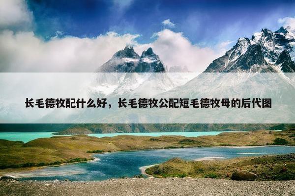 长毛德牧配什么好,长毛德牧公配短毛德牧母的后代图