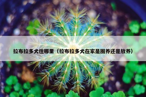 拉布拉多犬住哪里(拉布拉多犬在家是圈养还是放养)