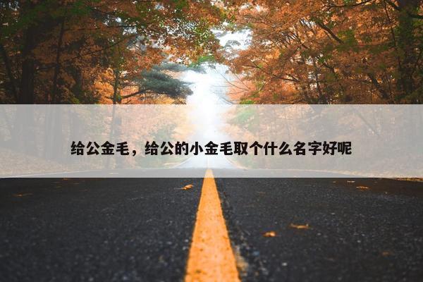 给公金毛，给公的小金毛取个什么名字好呢