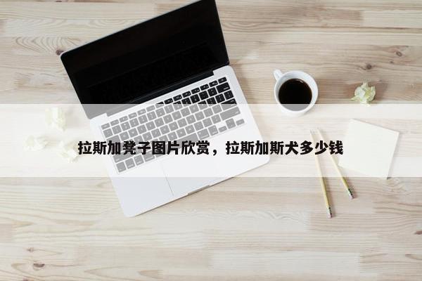 拉斯加凳子图片欣赏，拉斯加斯犬多少钱