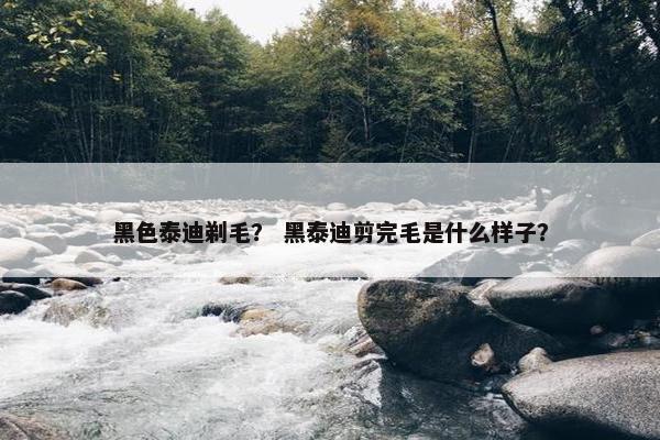 黑色泰迪剃毛？ 黑泰迪剪完毛是什么样子？