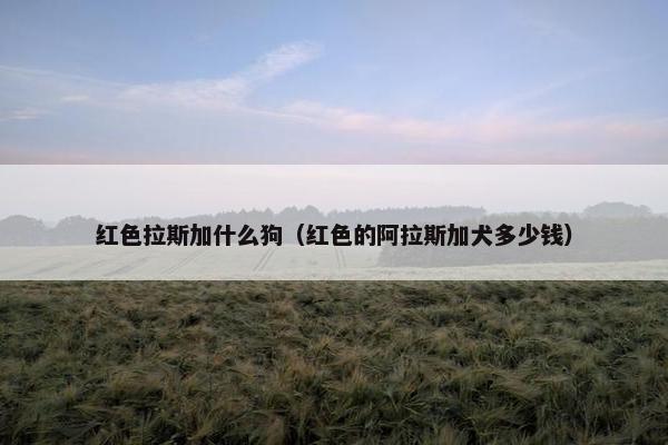 红色拉斯加什么狗（红色的阿拉斯加犬多少钱）