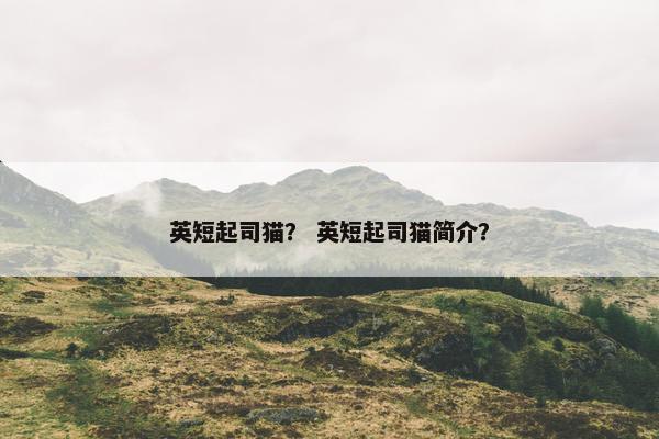 英短起司猫? 英短起司猫简介?