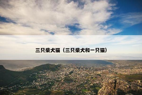 三只柴犬猫（三只柴犬和一只猫）