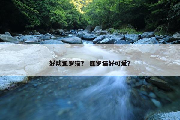 好动暹罗猫？ 暹罗猫好可爱？