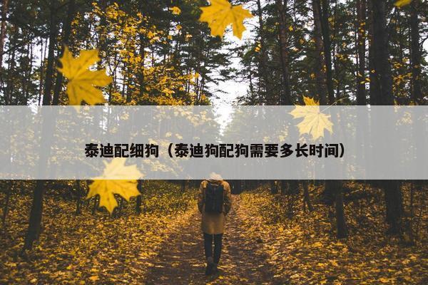 泰迪配细狗（泰迪狗配狗需要多长时间）