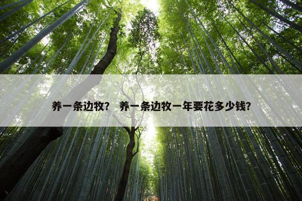养一条边牧？ 养一条边牧一年要花多少钱？