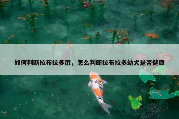 如何判断拉布拉多饿,怎么判断拉布拉多幼犬是否健康