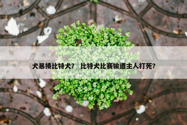 犬暴揍比特犬? 比特犬比赛输遭主人打死?