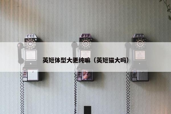 英短体型大更纯嘛(英短猫大吗)